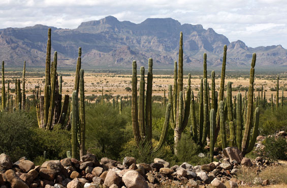 www.armin-schwarz.com;Púšť Baja California: miesto pre preteky aj na skvelú dovolenku.